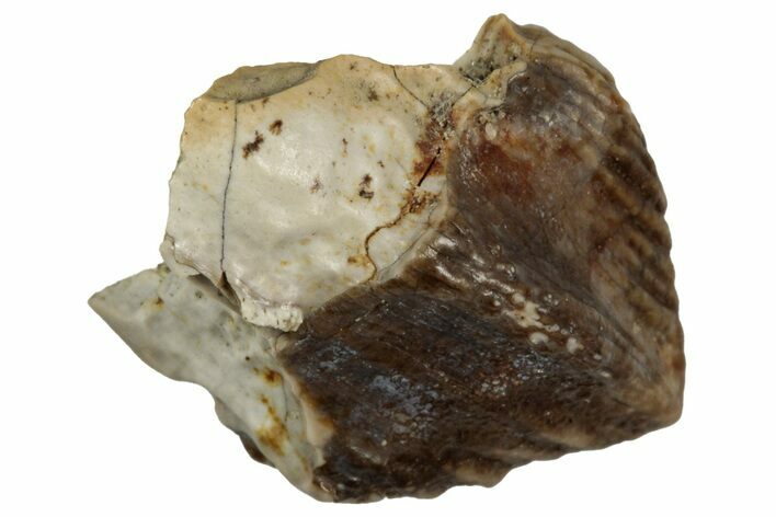 Unworn Fossil Dinosaur (Triceratops) Tooth Crown - Montana #352050